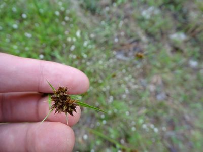 Rhynchospora fascicularis, photographed by Michael W Belitz