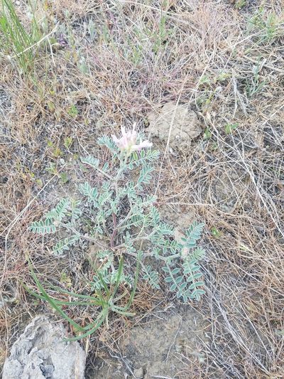Astragalus succumbens, photographed by Jon Eilers
