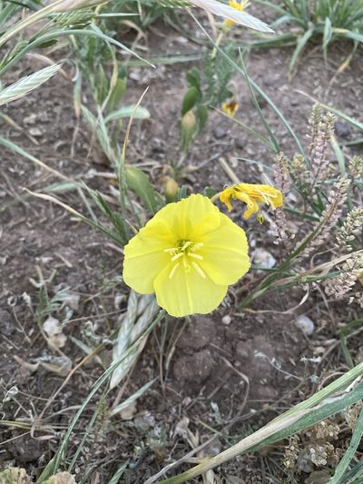 Oenothera grandis, photographed by Tamberly Conway