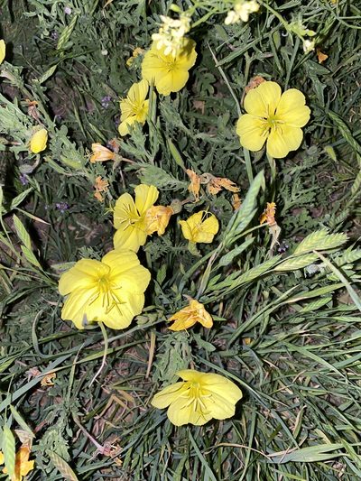 Oenothera grandis, photographed by Tamberly Conway