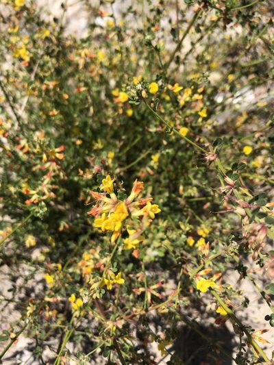 Acmispon watsonii, photographed by Kristen Francis