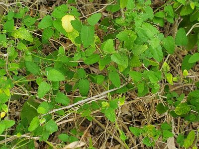 Tragia glanduligera, photographed by johnyochum