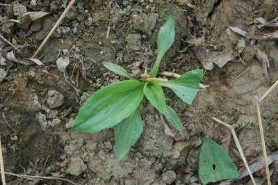 Plantago depressa, photographed by Alexander Dubynin