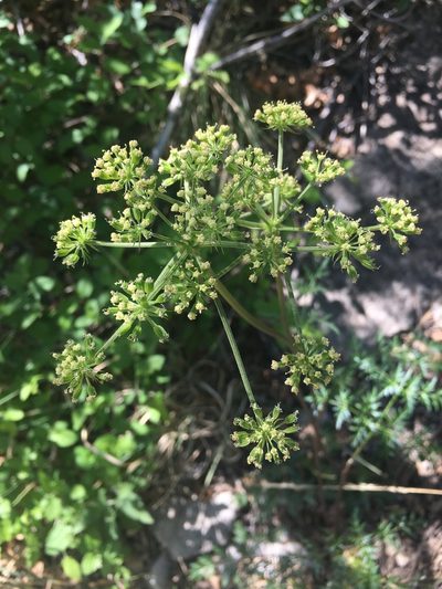 Cymopterus longiradiatus, photographed by Bob Nieman