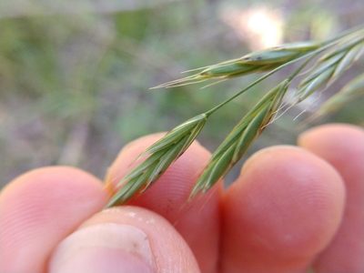 Bromus texensis, photographed by Cleveland Powell