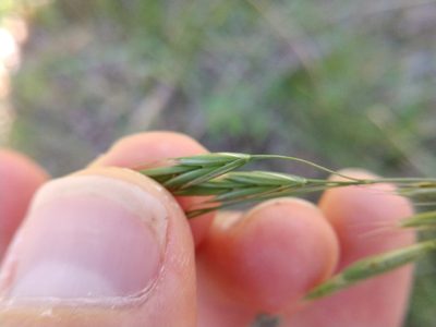 Bromus texensis, photographed by Cleveland Powell