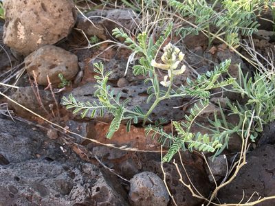 Sophora nuttalliana, photographed by Cecelia Alexander