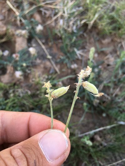 Astragalus pictiformis, photographed by Cecelia Alexander