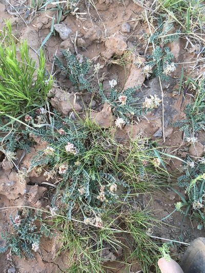 Astragalus pictiformis, photographed by Cecelia Alexander