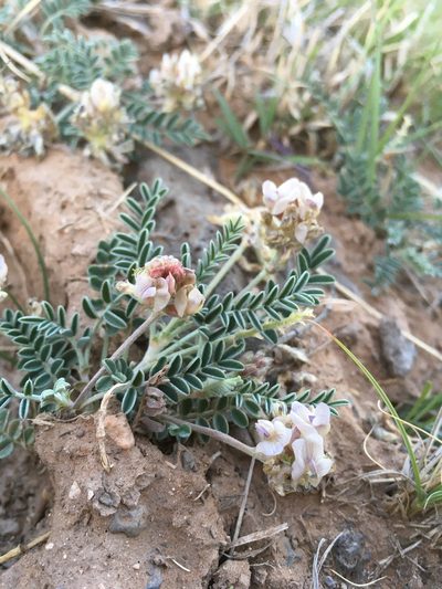 Astragalus pictiformis, photographed by Cecelia Alexander