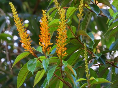 Vochysia ferruginea, photographed by Denise Dalbosco Dell'Aglio