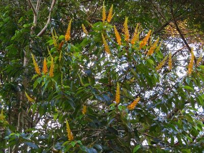 Vochysia ferruginea, photographed by Denise Dalbosco Dell'Aglio