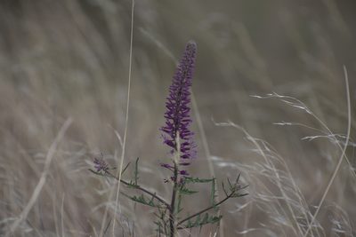 Thelypodium laciniatum, photographed by Jon Eilers