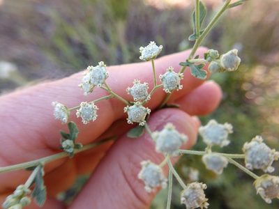Parthenium confertum, photographed by Cleveland Powell