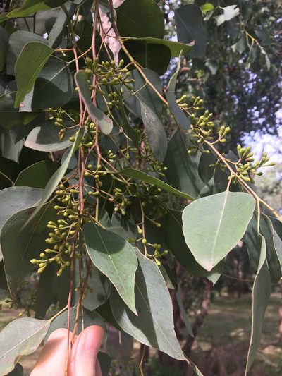 Eucalyptus baueriana, photographed by Thomas Mesaglio