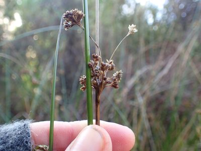 Juncus edgariae, photographed by Penelope Noel Gillette