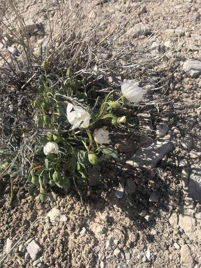 Arctomecon humilis, photographed by Stephanie Taylor