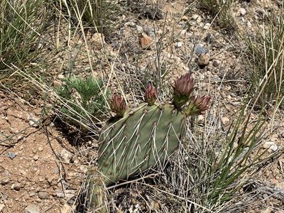 Opuntia tortispina, photographed by CK2AZ