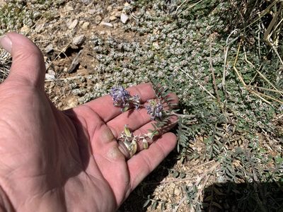 Astragalus emoryanus, photographed by CK2AZ