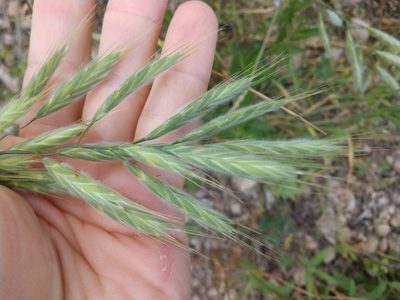 Bromus lanceolatus, photographed by Cleveland Powell