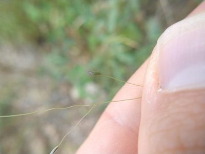 Digitaria cognata, photographed by Cleveland Powell
