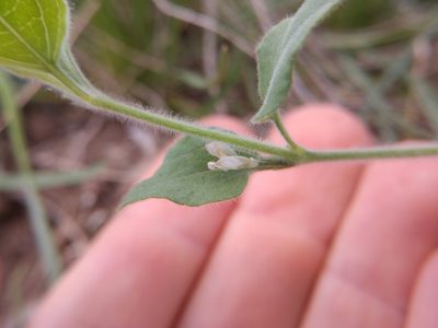 Carlowrightia torreyana, photographed by Cleveland Powell