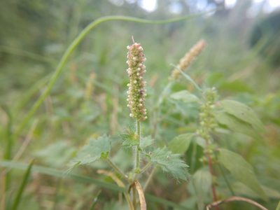 Acalypha radians, photographed by Cleveland Powell