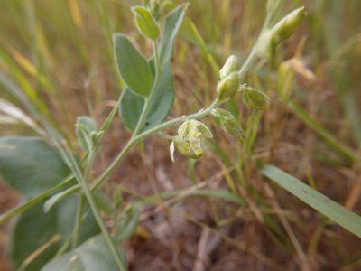 Hebecarpa ovatifolia, photographed by Cleveland Powell
