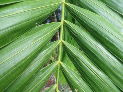 Ptychosperma elegans, photographed by Ben Machado