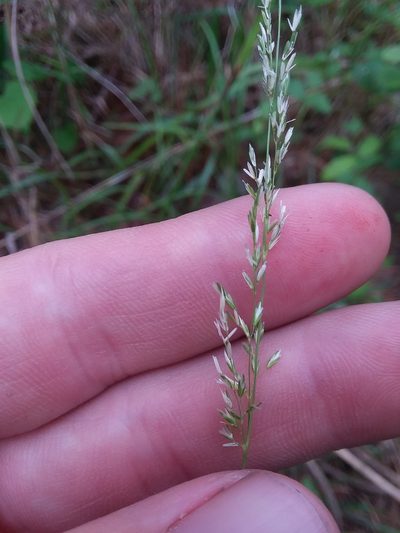 Sphenopholis nitida, photographed by Will McFarland