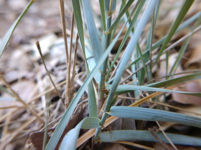 Elymus smithii, photographed by Cleveland Powell