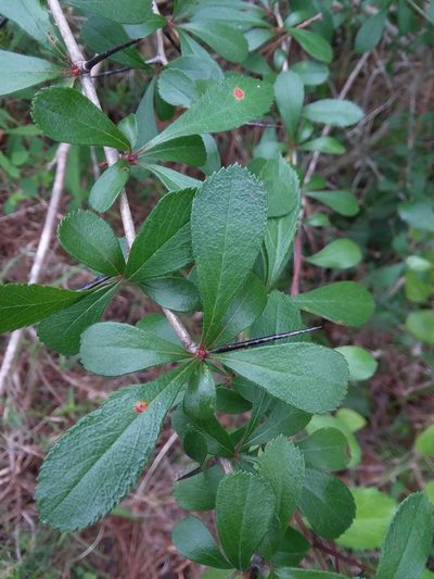 Crataegus berberifolia, photographed by Will McFarland