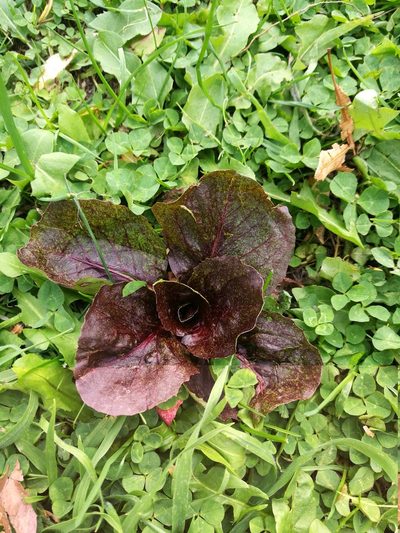Lactuca sativa, photographed by Jenny Saito