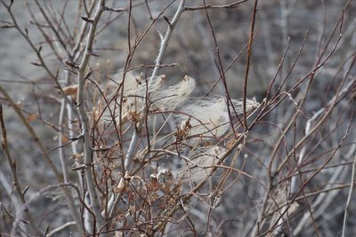 Clematis tangutica, photographed by Syd Cannings