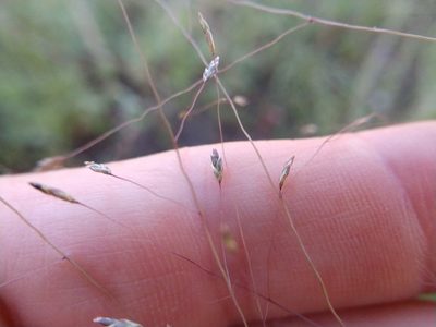 Eragrostis intermedia, photographed by Cleveland Powell
