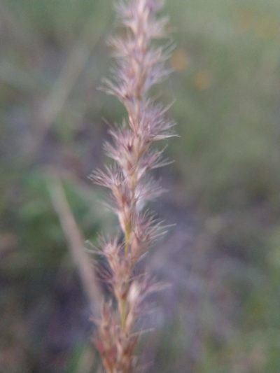 Pappophorum bicolor, photographed by Cleveland Powell