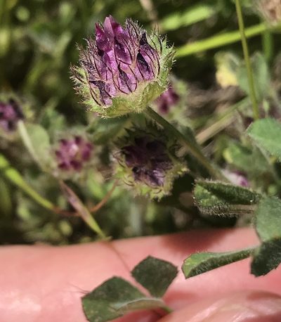Trifolium barbigerum, photographed by Barbara Banfield
