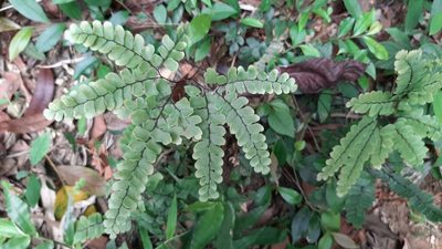 Adiantum flabellulatum, photographed by Bella Lin