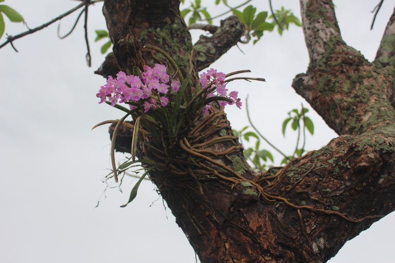 Aerides maculosa, photographed by Malaika Mathew Chawla