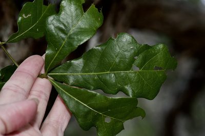 Quercus sinuata, photographed by Michelle W. （鍾偉瑋）