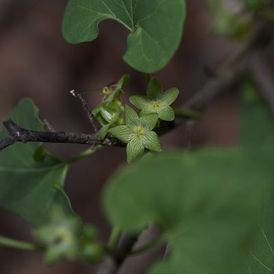Matelea edwardsensis, photographed by Michelle W. （鍾偉瑋）