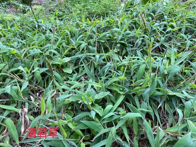 Ischaemum ciliare, photographed by 古淑玲