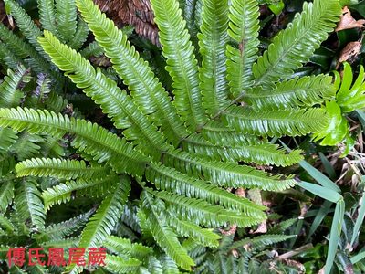 Pteris fauriei, photographed by 古淑玲