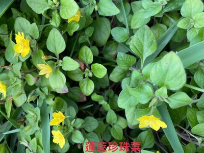 Lysimachia remota, photographed by 古淑玲