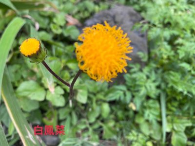 Gynura formosana, photographed by 古淑玲