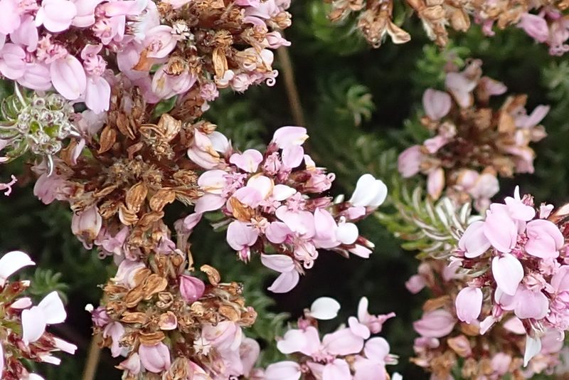 Stoebe ericoides, photographed by Peter Warren