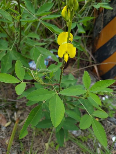 Crotalaria micans, photographed by Lin Scott