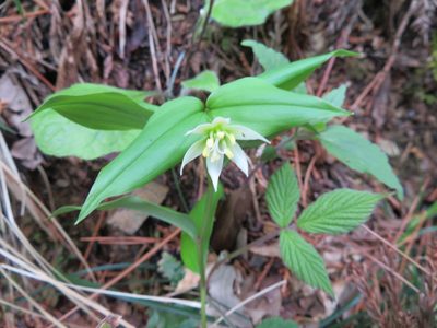Disporum smilacinum, photographed by Marco Mussita