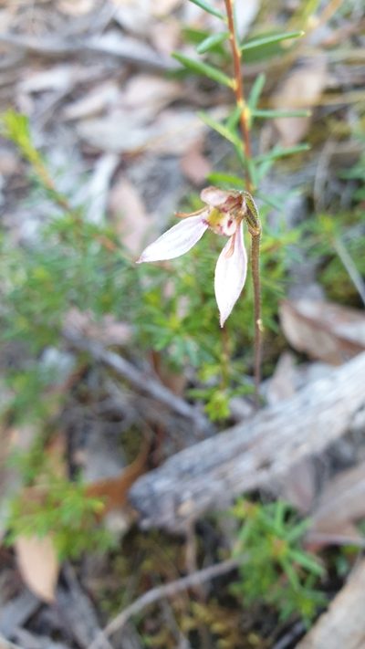 Eriochilus collinus, photographed by Rosalie Lawrence