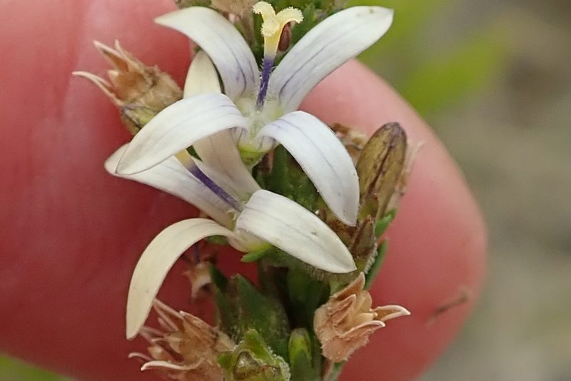 Wahlenbergia longifolia, photographed by Peter Warren